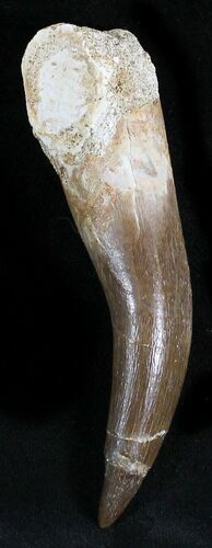 Large Fossil Plesiosaur Tooth - Morocco #28571